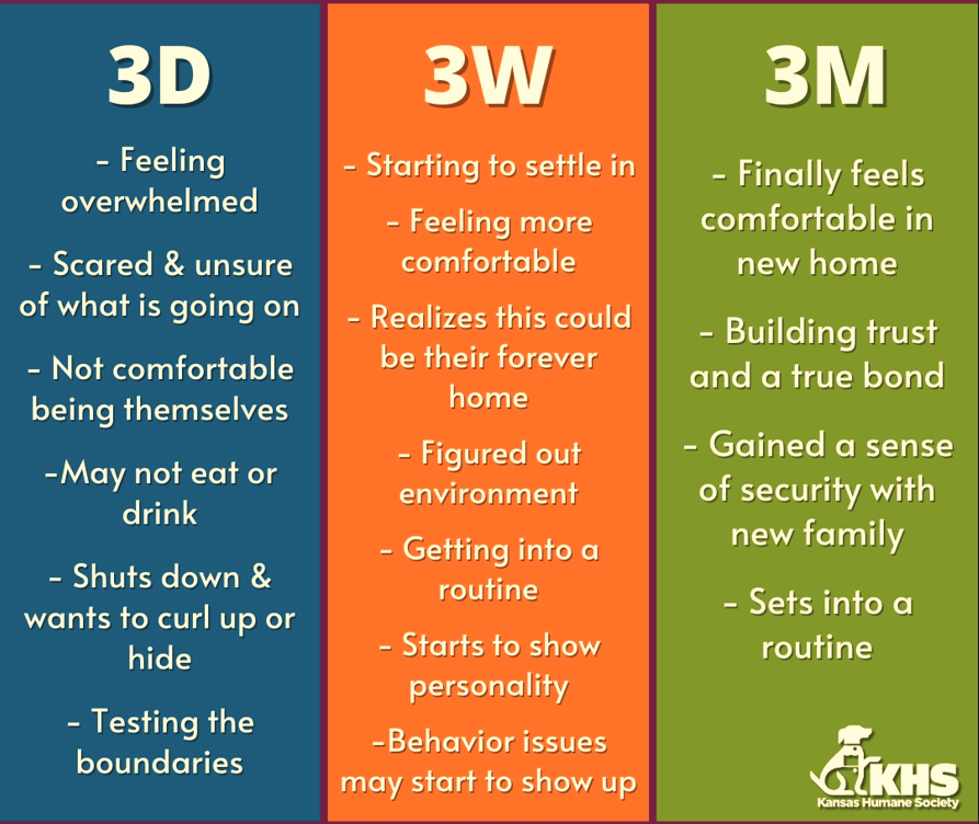 3-3-3 rule to adopting