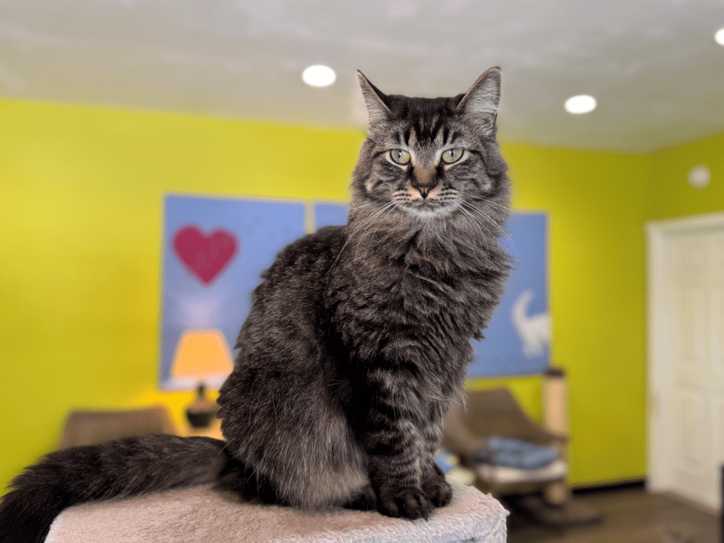 O'Malley Alley Cat Rescue